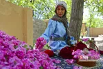گل محدل