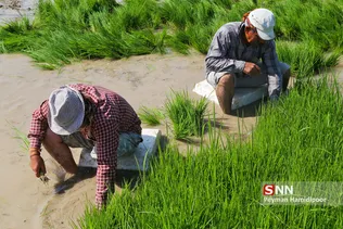 شالی برنج بجنورد