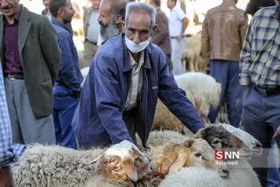بازار دام