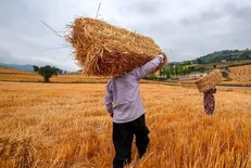 خرید تضمینی ۴.۶ میلیون تن گندم از کشاورزان / حتی یک مورد قاچاق گزارش نشد