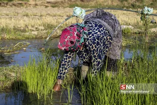 شالی برنج