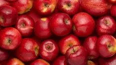 مصوبه برقراری عوارض برای صادرات سیب درختی لغو شد