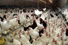 موردی از ابتلای انسانی به «آنفلوانزای پرندگان» نداریم