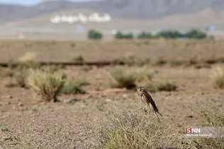 رهاسازی پرندگان شکاری در قم