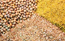قاچاق خوراک دام از کشور از مجاری قانونی +سند