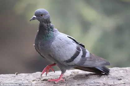 یک کبوتر باعث مرگ پسر نوجوان شد!