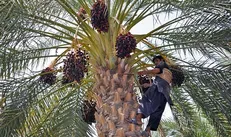 خسارت بیماری خشکیدگی به ۹۰۰ هکتار نخیلات لارستان/ از بین رفتن بیش از هزار و ۲۶۰ تن خرما در شهرستان