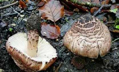 ۲۱ نفر دیگر بر اثر مصرف قارچ سمی راهی بیمارستان شدند