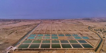 برداشت میگو از مزارع خاکی پرورش میگو افزایش یافت