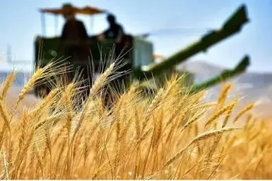 واریز ۵۰ همت دیگر به حساب گندم کاران / پرداخت یارانه نهاده های کشاورزی به کشاورزان