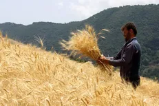 شورای اقتصاد فردا قیمت ۳۸۰۰ تومانی خرید گندم را بررسی می‌کند