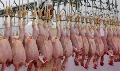 خرید حمایتی گوشت مرغ از فردا آغاز می&zwnj;شود