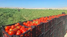 سطح زیر کشت گوجه‌فرنگی در گچساران به ۸۶۸ هکتار رسید