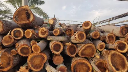 شناسایی چهار تن چوب&zwnj;آلات جنگلی و غیرجنگلی قاچاق در بوکان