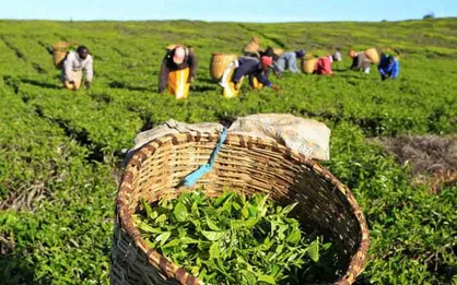 پرداخت ۸۲ درصد از مطالبات چای&zwnj;کاران توسط سازمان چای