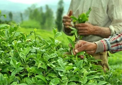 ایران بزرگترین واردکننده چای هندی شد