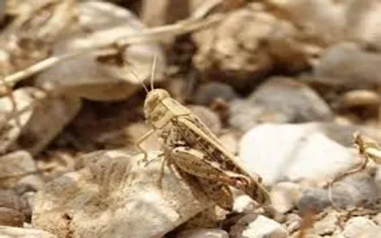 فائو تجهیزات بیشتری را برای کنترل ملخ در اختیار ایران قرار داد
