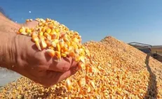 خریدار لبنانی محموله ذرت اوکراین را پس فرستاد