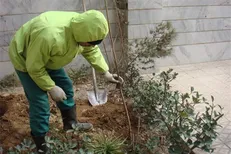 تماس با ۱۳۷ برای کاشت نهال در منازل تهرانی‌ها