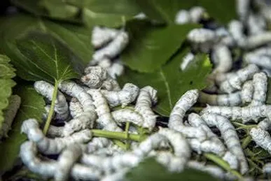 تولید ۱۲۵ تُن پیله ابریشم توسط مددجویان کمیته امداد گیلان