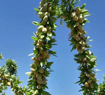 اجرای طرح ۶۵ رقم امیدبخش بادام در چهارمحال و بختیاری