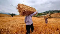 افزایش ۱۶ درصدی خرید تضمینی گندم/ ۵۳.۲ هزار میلیارد تومان از پول گندمکاران پرداخت شد