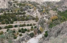 تبدیل ۶۰ هزار متر از باغات منطقه ۱۴ به برج‌های ۹۰ واحدی
