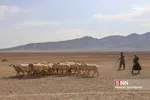 عشایر