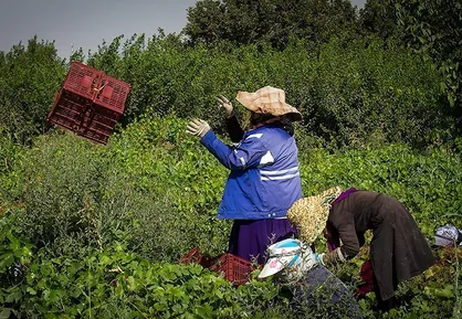 تملک ۶۱ باغ در تهران توسط سازمان فضای سبز شهرداری