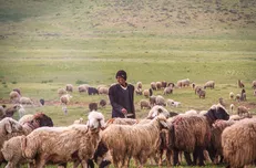 علایی مقدم: کاهش بارندگی عشایر را مجبور به فروش دام‌هایشان کرد