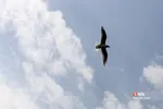 پرندگان مهاجر