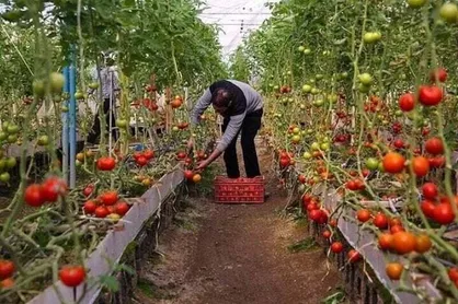 ایجاد ۲ هزار و ۶۰۰ فرصت شغلی برای نیازمندان در خراسان جنوبی