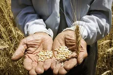 مطالبات گندم‌کاران اردبیل تا پایان شهریور پرداخت می‌شود