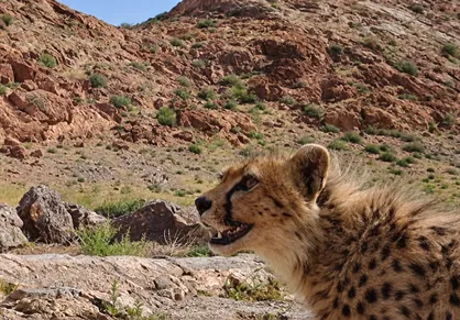 &laquo;تلما&raquo; یوزپلنگ آسیایی با ۲ توله در توران مشاهده شد