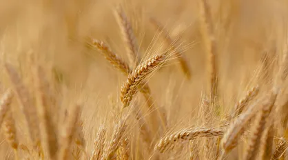 نرخ خرید تضمینی گندم برای سال زراعی جدید ابلاغ شد