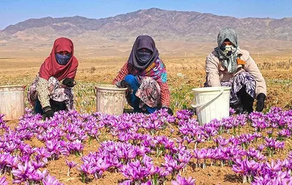 اشتغال ۳۰۰ هزار نفر روز در کشتزار&zwnj;های زعفران خراسان شمالی