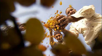 مصائب کشمش کاشمر / ترکیه و آمریکا جایگاه صادراتی ایران را به خطر انداحته اند