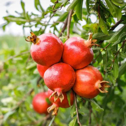 خلخال میزبان جشنواره یاقوت&zwnj;های سرخ