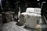 پنبه