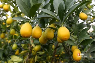 بازدید خبرنگاران از طرح‌های اقتصاد مقاومتی استان مازندران