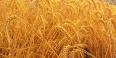 مسکو به دنبال ابقای جایگاه خود در بازار گندم جهان
