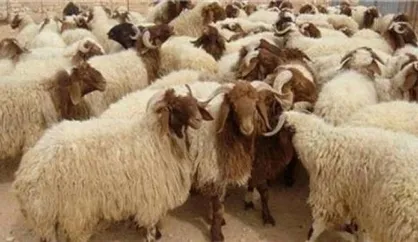 بیمارستان بوعلی زاهدان یک هفته قبل از عید قربان آماده&zwnj;باش است/ اهمیت توجه به سلامت دام از خرید تا نگهداری