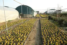 اجرای بیش از ۲هزار و۶۰۰ طرح اشتغال اجتماع‌محور استان اصفهان در بخش کشاورزی