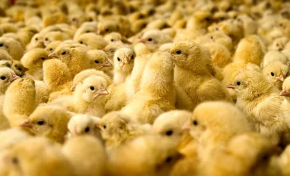 نیری: کمبود جوجه&zwnj;ریزی، چه ربطی به قاچاق دارد؟
