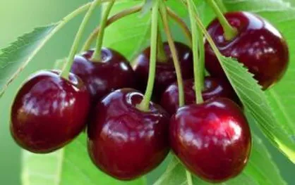اعصاب خود را با این میوه تقویت کنید