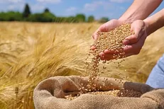 خرید تضمینی گندم در آذربایجان‌شرقی از مرز ۲۰۷ هزار تن گذشت
