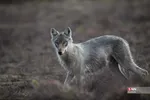 4354354