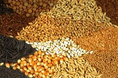 پنهان‌کاری و ابهامات واردات نهاده‌های دامی