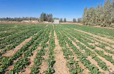 سیلاب و توفان به اراضی کشاورزی خانمیرزا خسارت وارد کرد