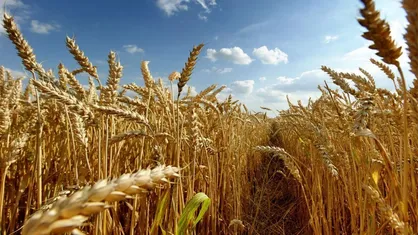 اقتصاد گلستان از نرخ&zwnj;گذاری دستوری محصولات کشاورزی آسیب می&zwnj;بیند